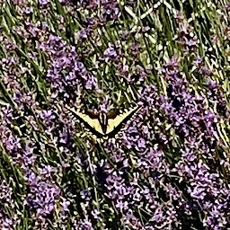 butterfly changing seasons cocoon