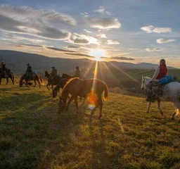 having fun horses being free
