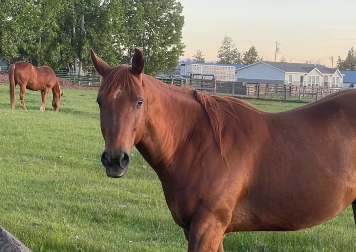 love of horses beauty beautiful engaging.jpeg
