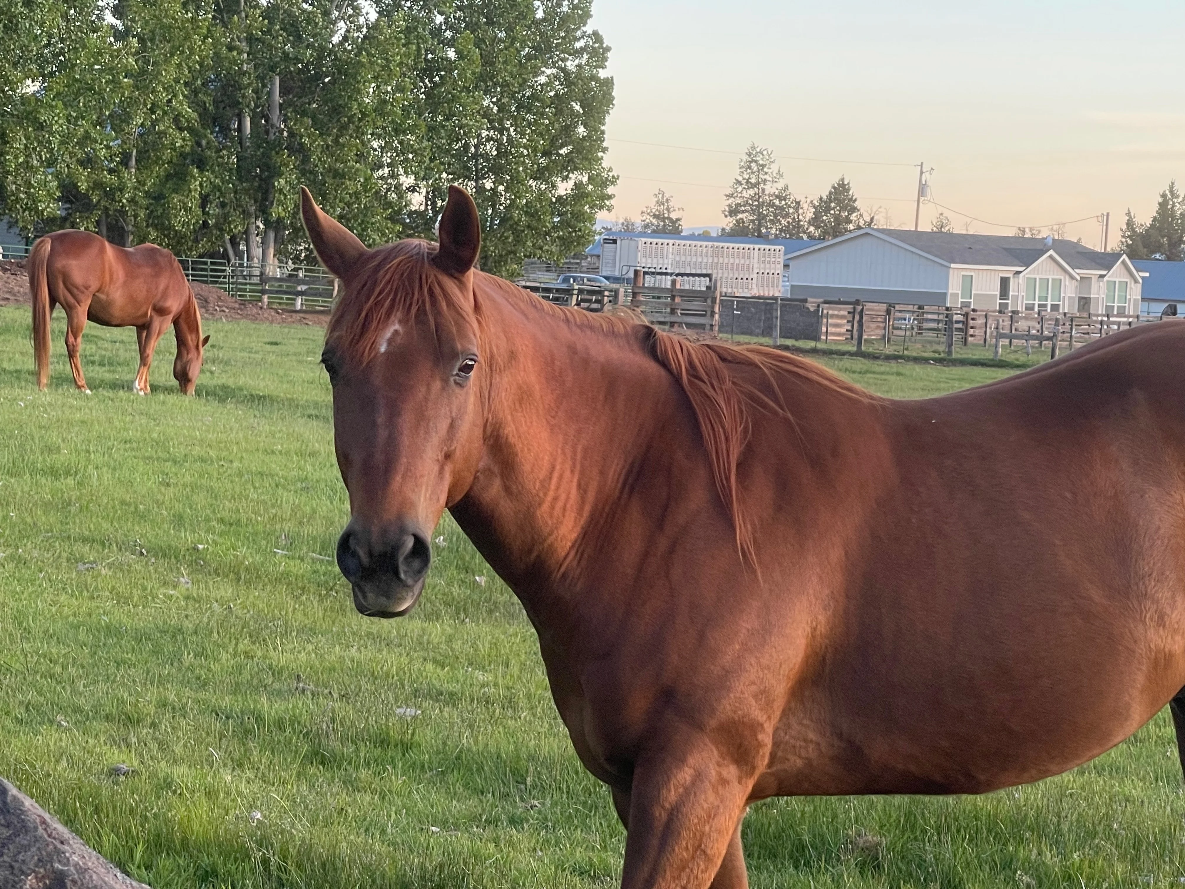 love of horses beauty beautiful engaging.jpeg