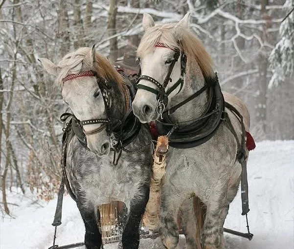 old fashioned sleigh ride christmas horses