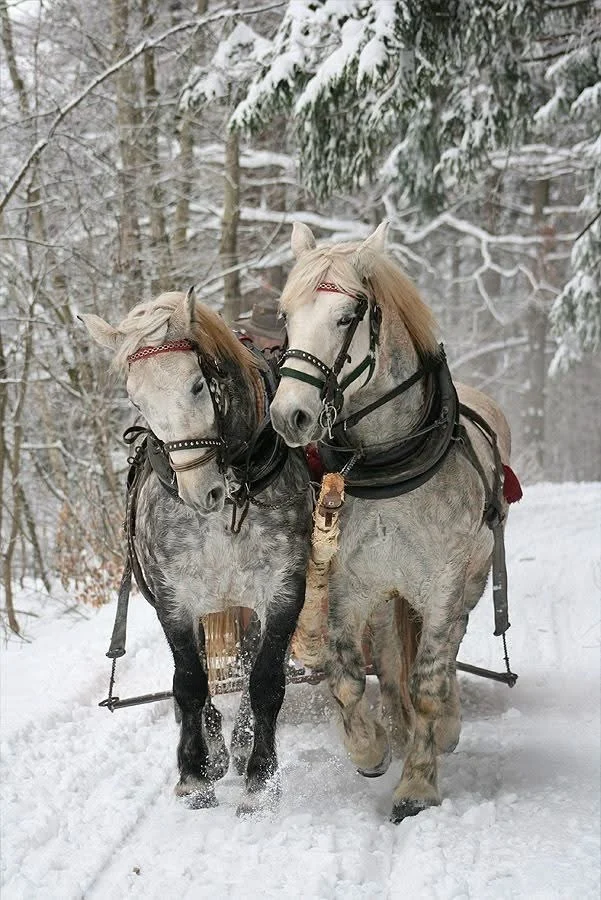 old fashioned sleigh ride christmas horses