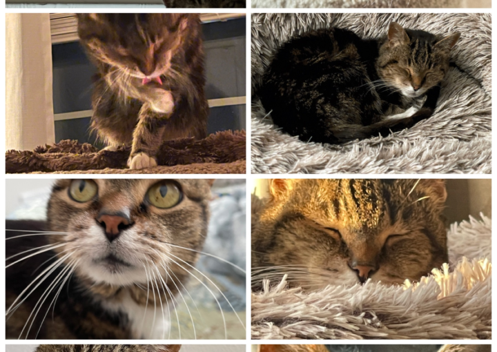 letter to my sweet kitty Tobe