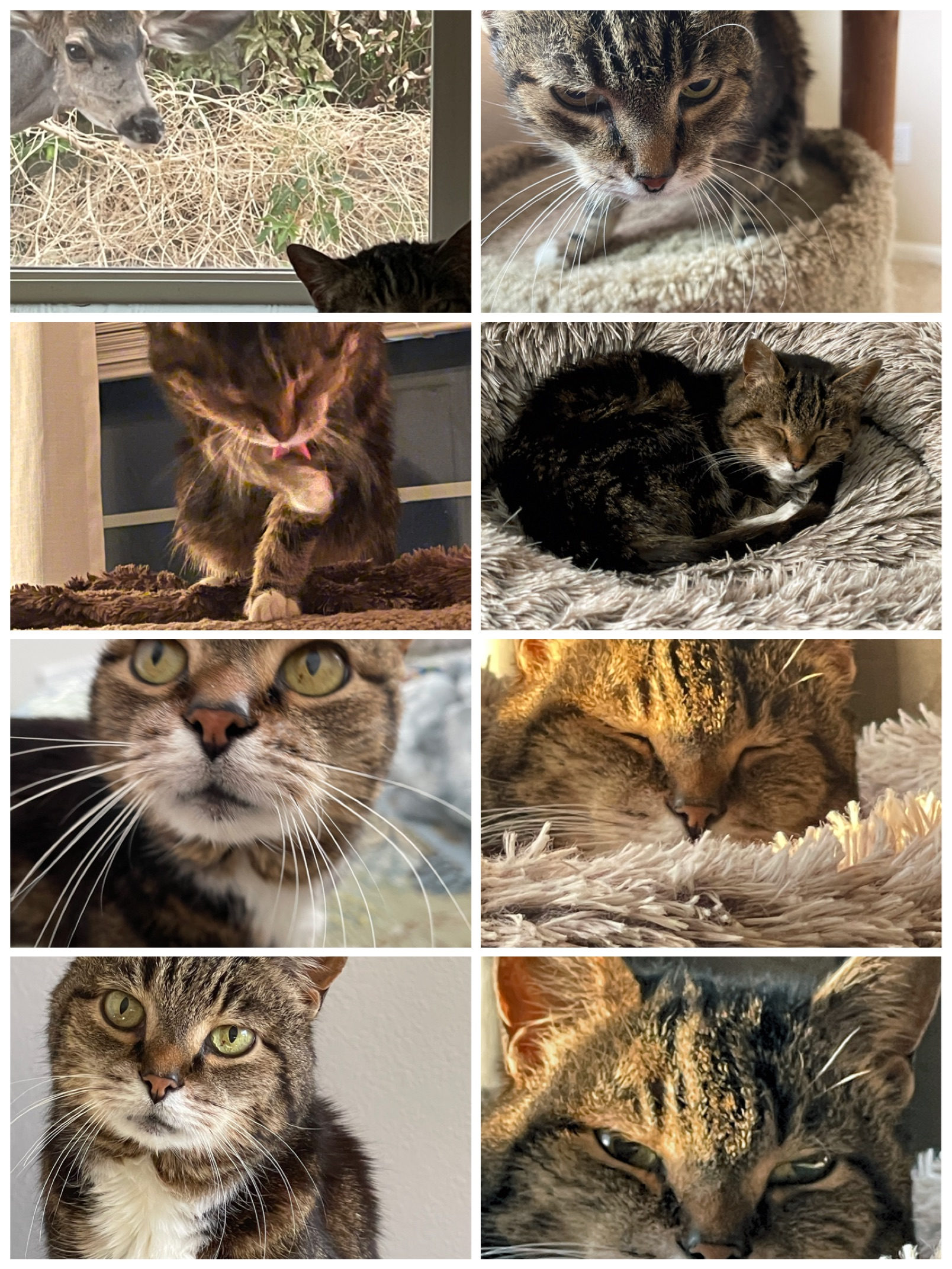 letter to my sweet kitty Tobe